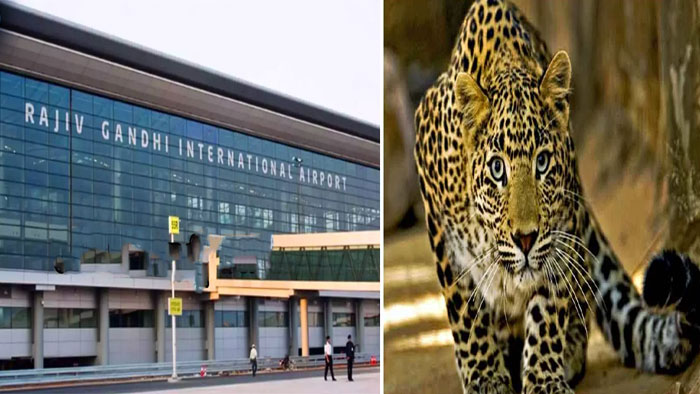 Shamshabad Airport: శంషాబాద్ ఎయిర్ పోర్ట్ రన్ వే పై కొనసాగుతున్న ఆపరేషన్ చిరుత..