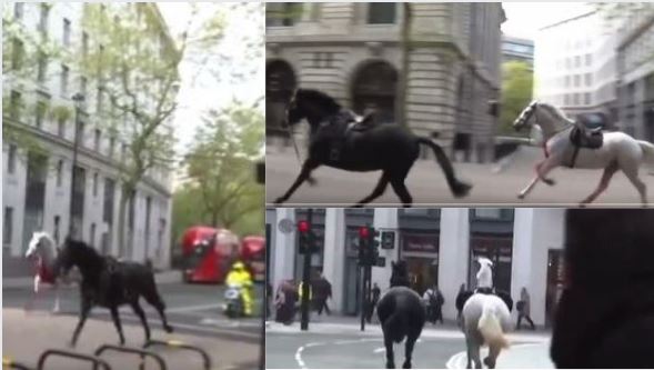 Horses Uk Army