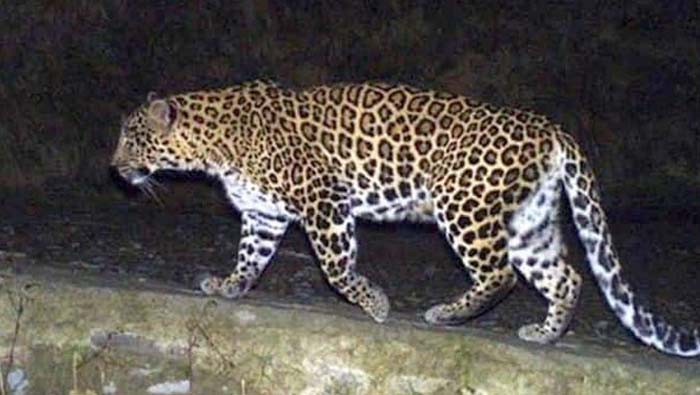 Leopard at Shamshabad: శంషాబాద్ లో చిరుత కలకలం.. భయాందోళనలో స్థానికులు
