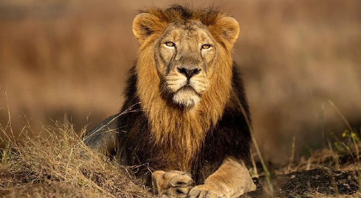 Bihar : ఐదు గంటలు, 12 కుట్లు.. సింహానికి ఆపరేషన్ చేసిన వైద్యులు