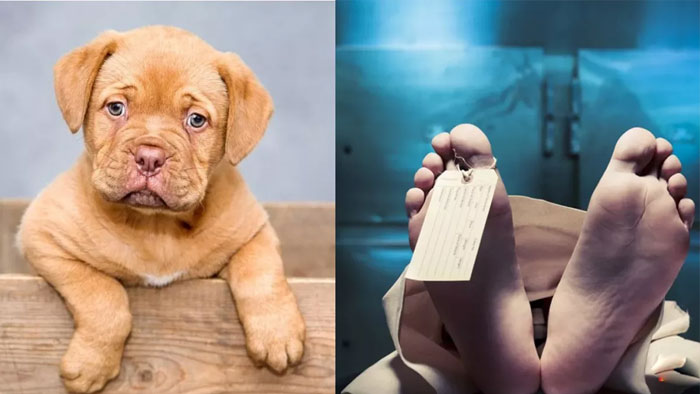 Suicide: పెంపుడు కుక్క చనిపోయిందని మనస్తాపంతో ఓ బాలిక ఆత్మహత్య..