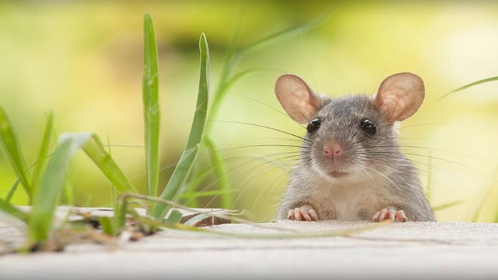 World Rat Day: ఎలుకలకు కూడా ఓ రోజు ఉందయ్యో.. ఎందుకు జరుపుకుంటారంటే?