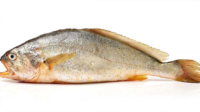 Kachidi Fish