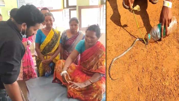 Mulugu: ఆడాళ్లు మీకు జోహార్లు.. కాటేసిన పాముతో హాస్పిటల్ కి వచ్చిన మహిళ