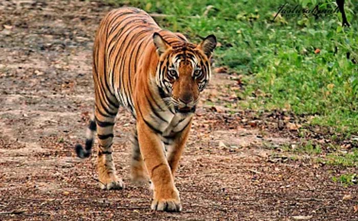 Tiger: కాగజ్‌నగర్‌లో పులి సంచారం.. భయాందోళనలో ప్రజలు