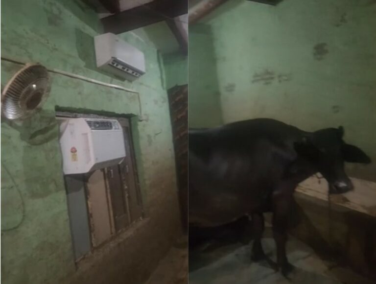 AC For Buffaloes : ఆహా.. ఏమి సుఖం.. గేదెల కోసం ప్రత్యేకంగా ఏసీ రూమ్.. వీడియో వైరల్..