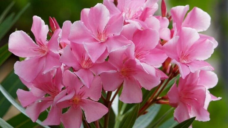 Oleander Flowers: “ఒలియాండర్ పూలు” కేరళ ఆలయాల్లో నిషేధం.. కారణం ఏంటంటే..?