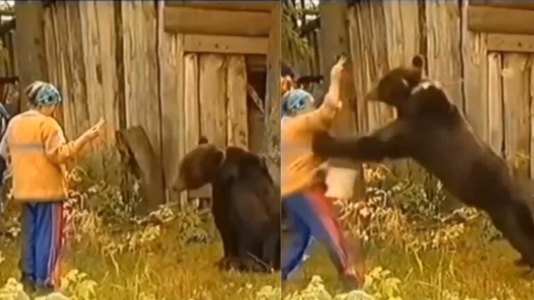 Bear Attack: అందుకే అదుపులో ఉండాలనేది.. రెప్పపాటులో మహిళపై ఎలుగుబంటి దాడి..