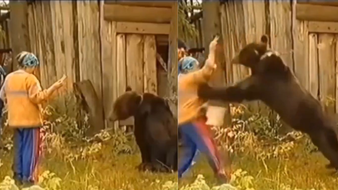 Bear Attack: అందుకే అదుపులో ఉండాలనేది.. రెప్పపాటులో మహిళపై ఎలుగుబంటి దాడి..