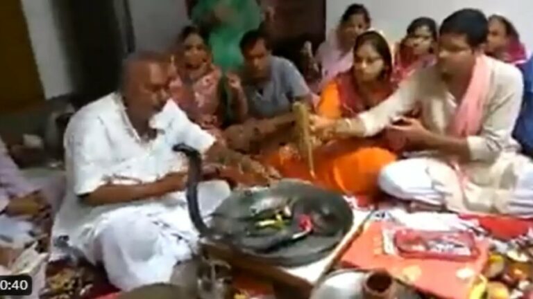 Black Cobra: భక్తి ఇలా కూడా ఉంటుందా.. బతికున్న నల్లత్రాచుకు పూజలు.. వీడియో వైరల్..