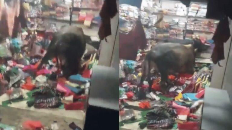 Bulls Fight: దుస్తుల దుకాణంలోకి దూరి రెచ్చిపోయిన ఎద్దులు.. చివరకి..