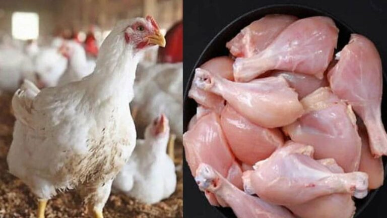 Chicken Price: కొండెక్కిన చికెన్‌ ధరలు.. అంతకంతకు ఎగబాకుతున్న గుడ్డు ధరలు