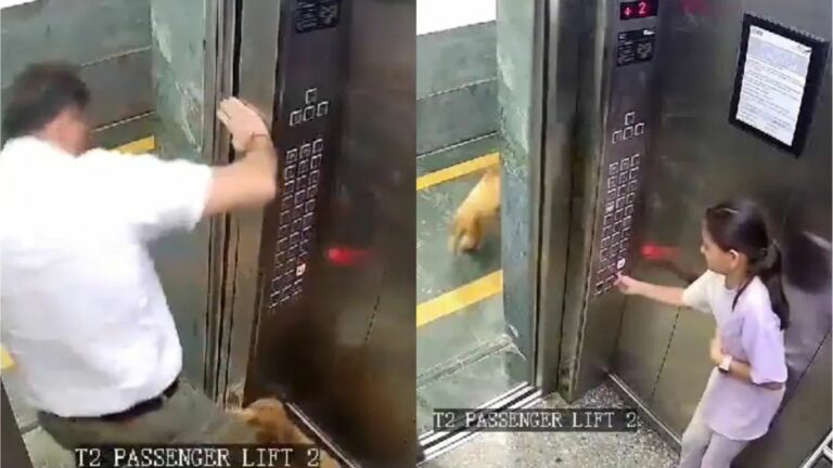 Shocking Video: దేవుడా కుక్కలు బాబోయ్ కుక్కలు.. లిఫ్ట్‌లో బాలికపై దాడి చేసిన శునకం..