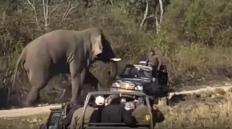 Elephant Attack: సఫారీ జీప్‌పై దాడి చేసిన ఏనుగు.. చివరకు.. వీడియో వైరల్..