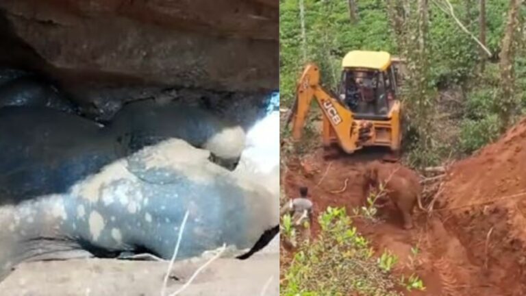 Elephant Calf Rescued: 30 అడుగుల బావిలో పడిపోయిన ఏనుగు పిల్ల.. 11 గంటల పోరాటం తర్వాత..