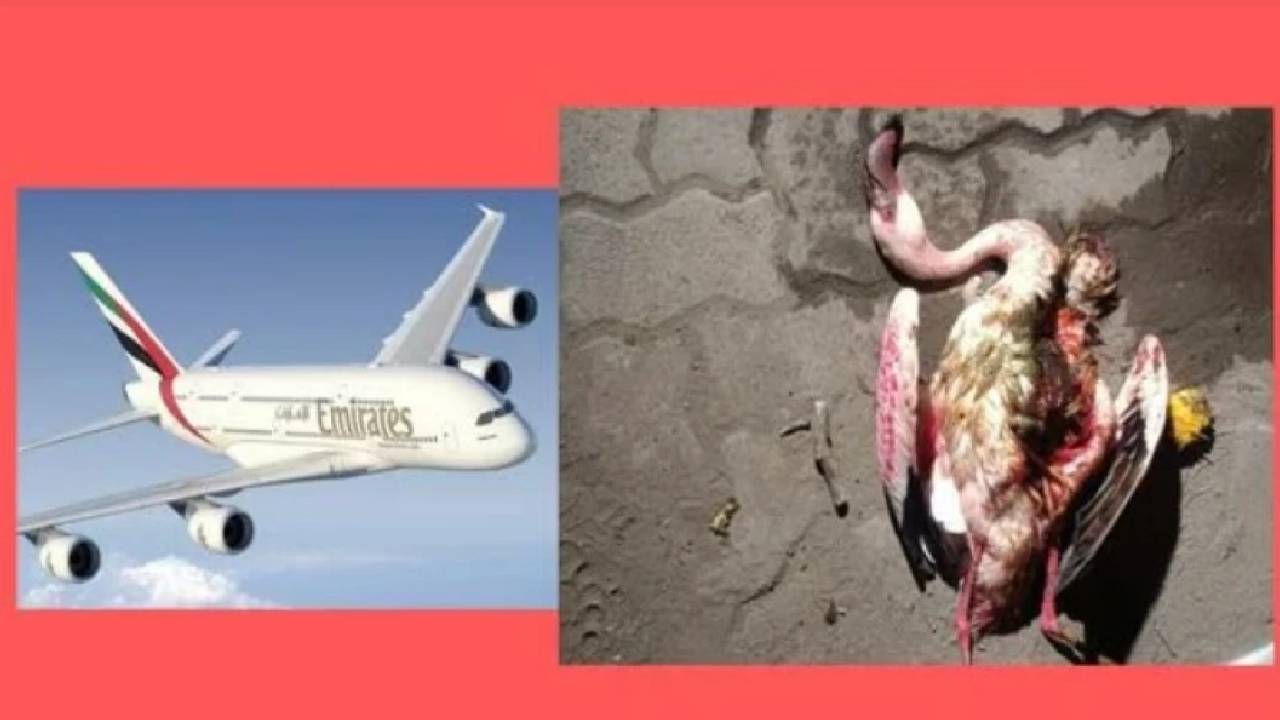 Flamingos Dead: ఎమిరేట్స్ విమానం ఢీకొని 36 ఫ్లెమింగోలు మృతి..