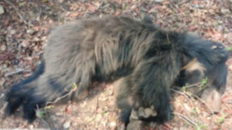 Bear Carcass: కొమరంభీం జిల్లాలో ఎలుగుబంటి కళేబరం కలకలం..