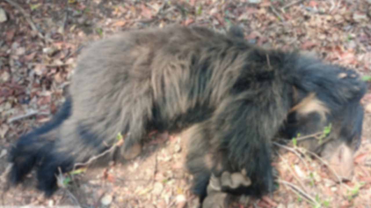 Bear Carcass: కొమరంభీం జిల్లాలో ఎలుగుబంటి కళేబరం కలకలం..