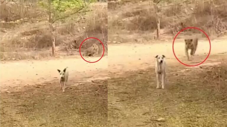 Leopard Attack: కళ్లుమూసి తెరిచేలోపు చిరుతకి ఆహారమైన శునకం.. వైరల్ వీడియో..