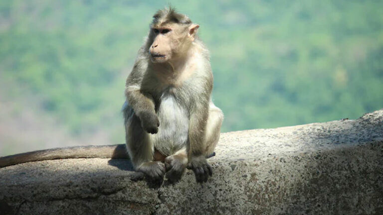 UP: కొంప ముంచిన కోతి.. రూ.20 లక్షల విలువైన నగల పర్సుతో జంప్..!