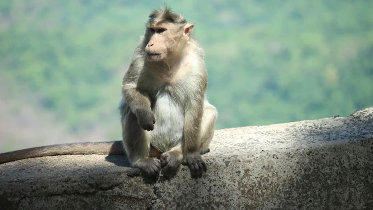 UP: కొంప ముంచిన కోతి.. రూ.20 లక్షల విలువైన నగల పర్సుతో జంప్..!