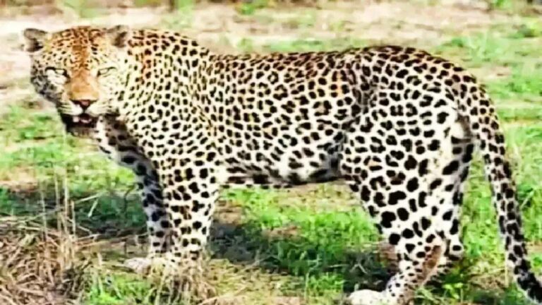 Uttarakhand : ఇంటి బయట ఆడుకుంటుండగా పిల్లాడిని ఎత్తుకెళ్లిన చిరుత