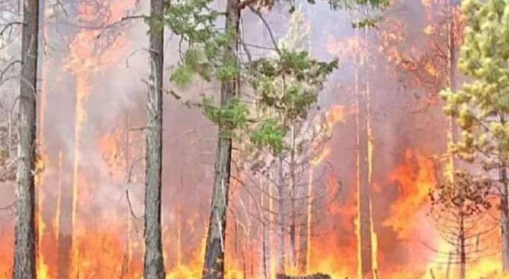 Uttarakhand : ఉత్తరాఖండ్ అడవులకు నిప్పు.. 24 గంటల్లో 43 కేసులు, 52 మందిపై కేసు