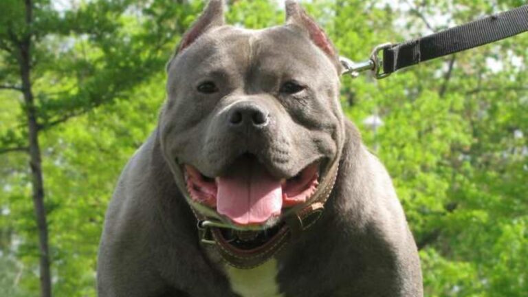 Uttarpradesh : ఎగ్ రోల్ డబ్బులు అడిగిన యజమానిని పిట్ బుల్ కుక్కతో కరిపించిన కస్టమర్