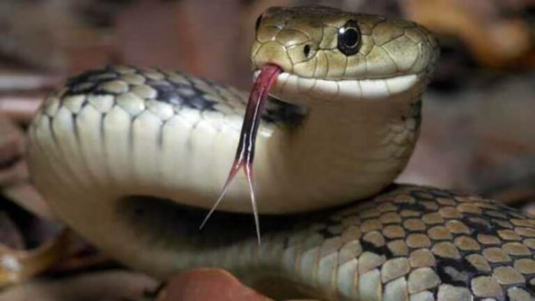 Jharkhand : పాము కాటుతో చనిపోయిన తండ్రి.. బతికేందుకు కూతురి ప్రయత్నం