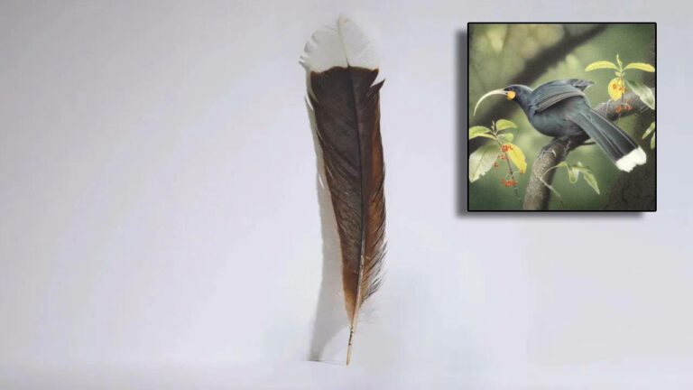 Huia Bird : అత్యంత ఖరీదైన పక్షి ఈక వేలం.. కొనుగోలుదారు దేశం విడిచి వెళ్లకుండా నిషేధం