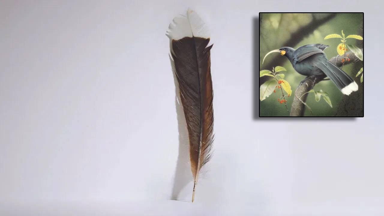 Huia Bird : అత్యంత ఖరీదైన పక్షి ఈక వేలం.. కొనుగోలుదారు దేశం విడిచి వెళ్లకుండా నిషేధం