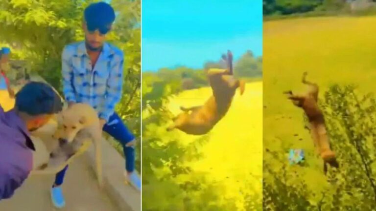 Gujarat : వీళ్లు మనుషులు కారు.. కుక్క కాళ్లు పట్టుకుని భవనంపై నుంచి కింద పడేశారు