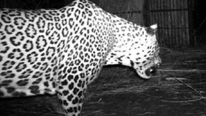 Operation Chirutha Success: ఎట్టకేలకు బోనులో చిక్కిన చిరుత.. నెహ్రూ జూపార్క్‌కు తరలింపు