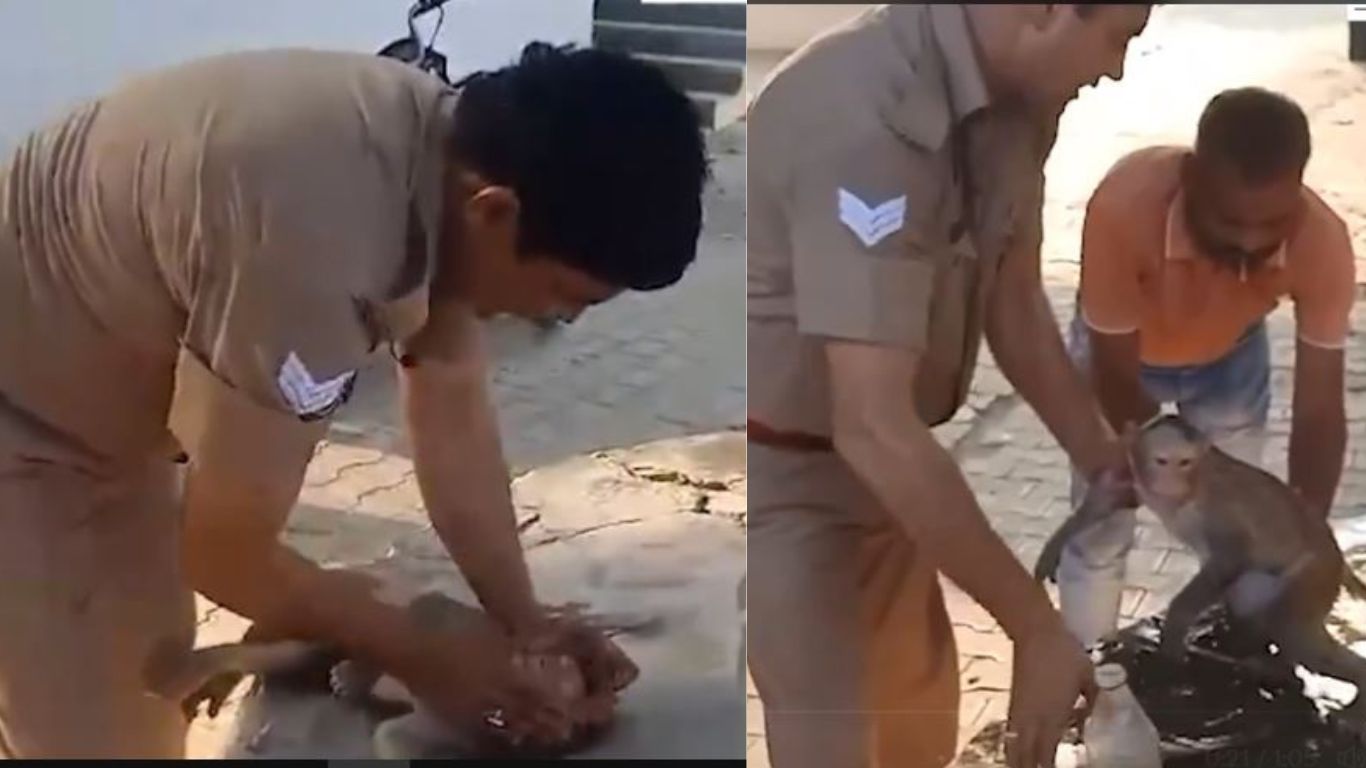 Viral Video: సీపీఆర్‌ చేసి కోతి ప్రాణాలు కాపాడిన హెడ్‌ కానిస్టేబుల్‌..