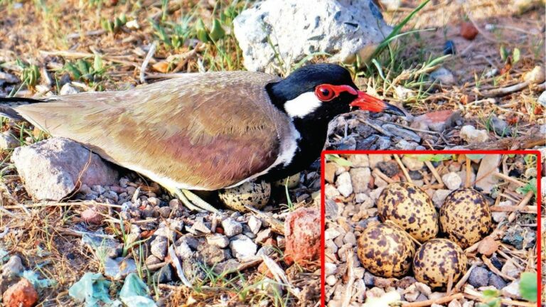 Red wattled Lapwing: ఈ పిట్ట గుడ్లు పెడితే.. వర్షాలు మొదలైనట్లే..
