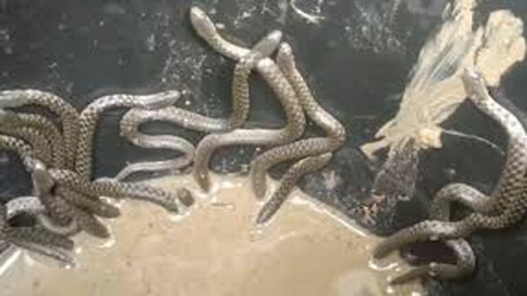 Snakes: ఓ ఇంట్లో బాత్రూమ్⁬లో 30కి పైగా పాములు.. చూస్తే గూస్⁭బంప్సే