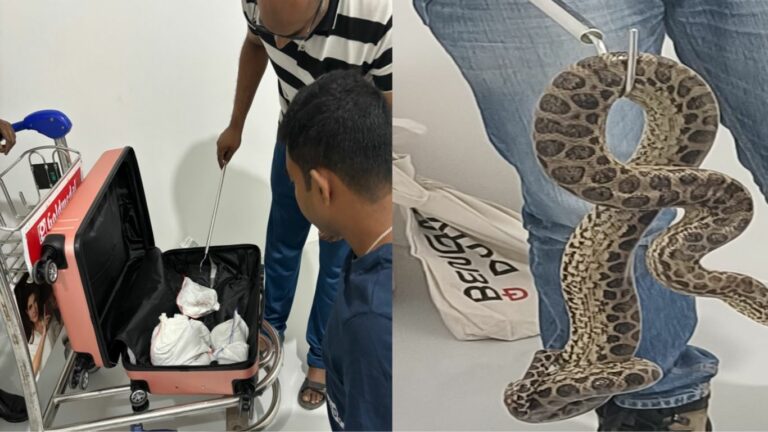 Snakes on a plane: వీడెవడండీ బాబు.. ఏకంగా అనకొండలను రవాణా చేస్తున్నాడు..