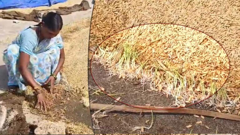 Telangana Farmers: అధికారుల నిర్లక్ష్యంతో పంట నేల పాలైంది.. మొలకెత్తిన ధాన్యంతో రైతన్న