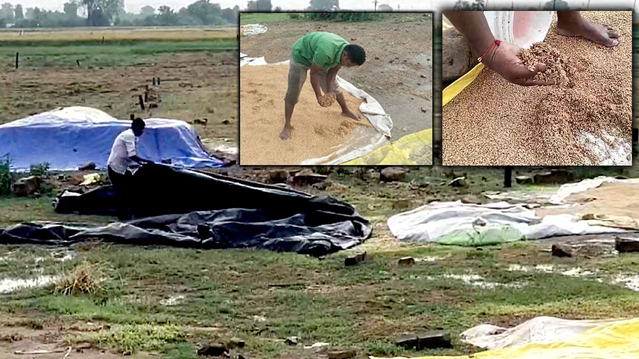 Telangana Rains: రాష్ట్రాన్ని ముంచెత్తిన వాన.. దిక్కుతోచని స్థితిలో రైతన్న