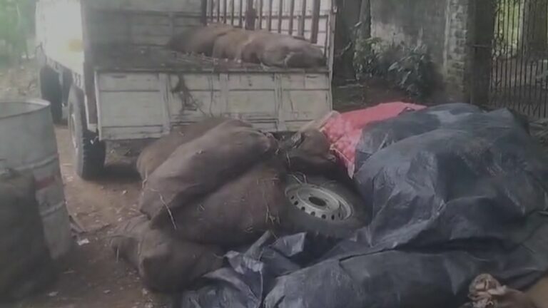 Turtles Seized: అక్రమంగా తరలిస్తున్న 1600 తాబేళ్ల పట్టివేత!