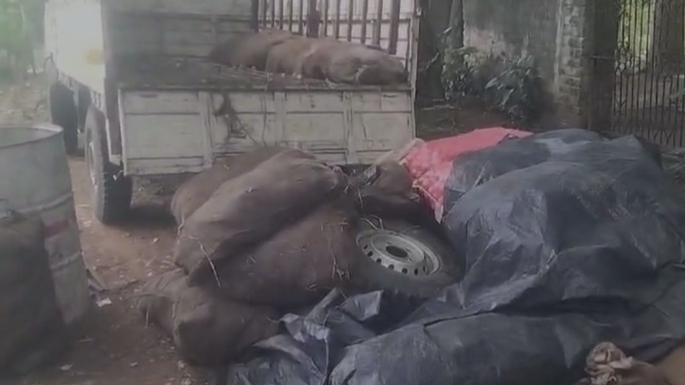 Turtles Seized: అక్రమంగా తరలిస్తున్న 1600 తాబేళ్ల పట్టివేత!