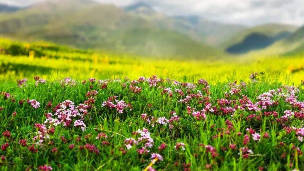 Valley Of Flowers