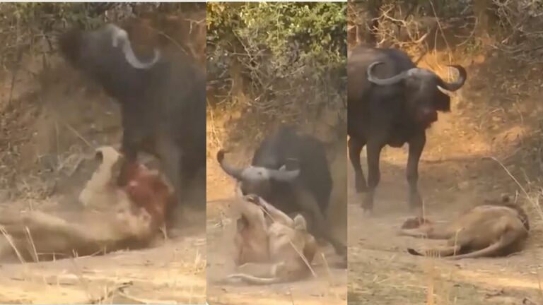 Trending Video: మృగరాజు మరణాన్ని శాసించిన దున్నపోతు.. వైరల్ వీడియో..