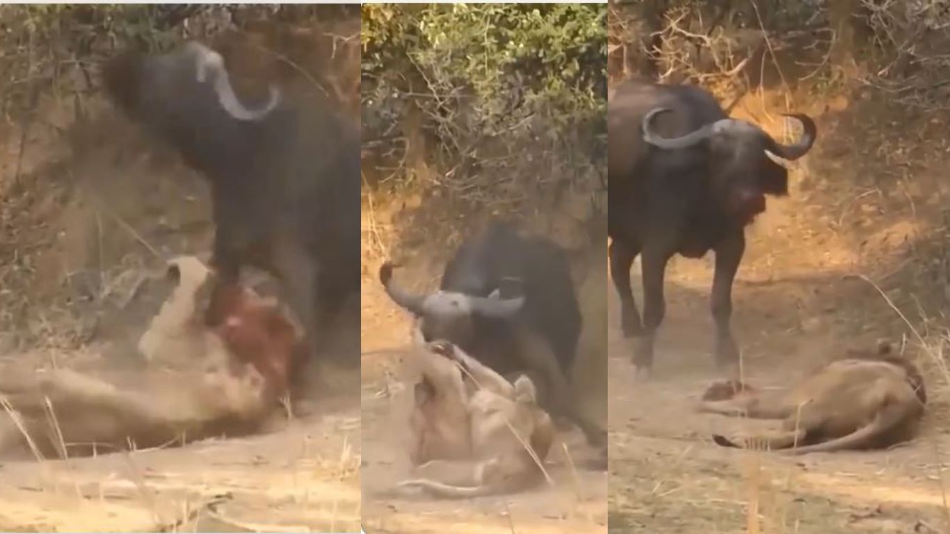 Trending Video: మృగరాజు మరణాన్ని శాసించిన దున్నపోతు.. వైరల్ వీడియో..