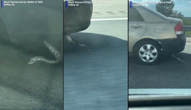 Snake In Car: వామ్మో.. రోడ్డు పై వేగంగా వెళ్తున్న కారు.. కాకపోతే కారు కింద చూస్తే.. షాకింగ్ వీడియో..