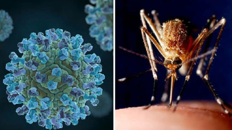West Nile fever: కేరళలో ‘‘వెస్ట్ నైలు ఫీవర్’’ కలకలం.. 5 కేసులు నమోదు.. లక్షణాలు ఇవే..