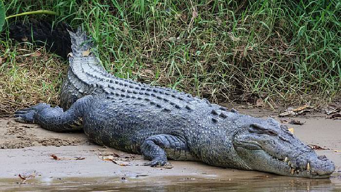 Woman Throws Mute Son In Crocodile Infested River After Fight With Husband
