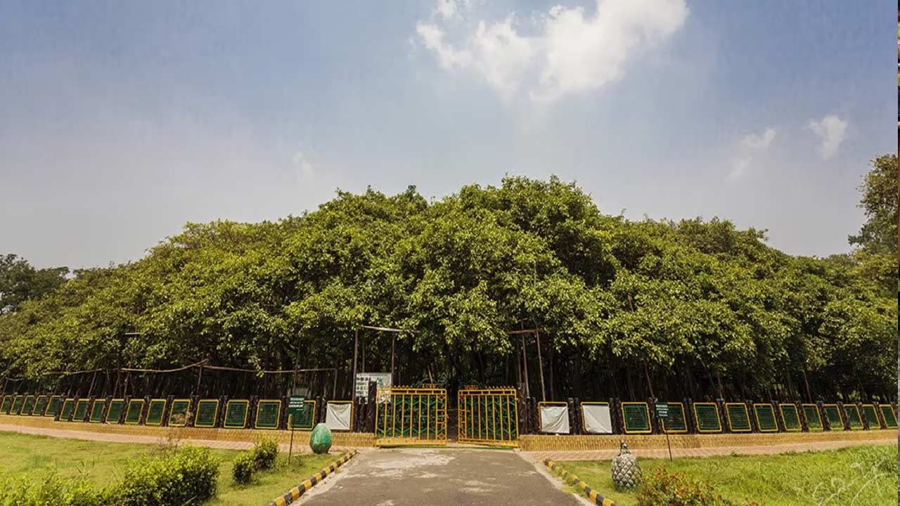 World Biggest Banyan Tree : 250 ఏళ్ల వయస్సు.. 5 ఎకరాల విస్తీర్ణం.. ఇది ...