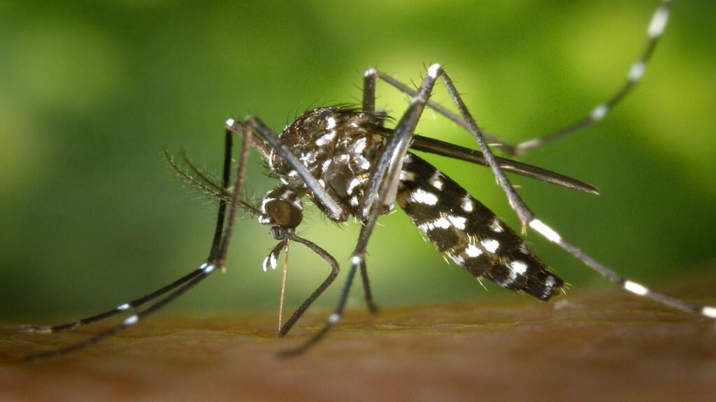 World Dengue Day