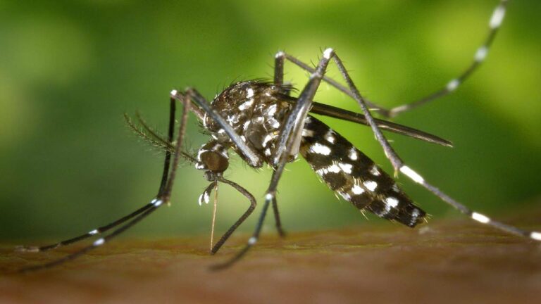 World Dengue Day 2024: డెంగ్యూ దాడి ప్రాణాంతకం.. ఈ పద్దతులతో మిమ్మల్ని మీరు రక్షించుకోండి..